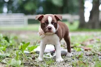 Missy, a female Boston Terrier for sale in Apple Creek, OH – 1 of 8