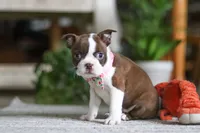 Layla, a female Boston Terrier for sale in Apple Creek, OH – 1 of 7
