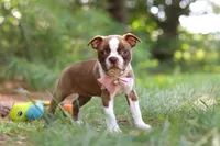 Precious, a female Boston Terrier for sale in Apple Creek, OH – 6 of 7