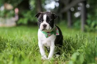 Meadow, a female Boston Terrier for sale in Apple Creek, OH – 6 of 8