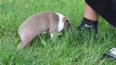 Enzo, a male Boston Terrier for sale in Apple Creek, OH – 6 of 6