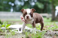 Cupcake, a female Boston Terrier for sale in Apple Creek, OH – 5 of 8