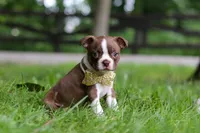 Jewel, a female Boston Terrier for sale in Apple Creek, OH – 4 of 9