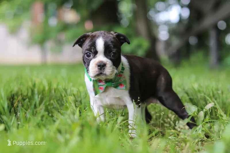 Meadow – Boston Terrier puppy for sale in Apple Creek, OH