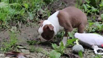 Cupcake, a female Boston Terrier for sale in Apple Creek, OH – 8 of 8
