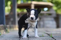 Julia, a female Boston Terrier for sale in Apple Creek, OH – 3 of 7