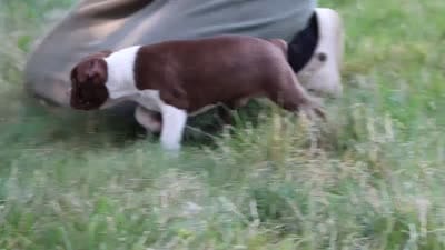 Champ, a male Boston Terrier for sale in Apple Creek, OH – 10 of 10