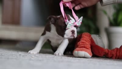Layla, a female Boston Terrier for sale in Apple Creek, OH – 7 of 7