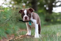 Champ, a male Boston Terrier for sale in Apple Creek, OH – 3 of 10
