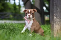 Ember, a female Boston Terrier for sale in Apple Creek, OH – 2 of 8
