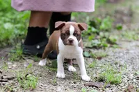 Missy, a female Boston Terrier for sale in Apple Creek, OH – 4 of 8