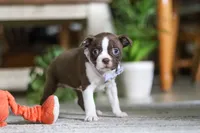 Sofia, a female Boston Terrier for sale in Apple Creek, OH – 2 of 7