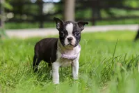 Delilah, a female Boston Terrier for sale in Apple Creek, OH – 4 of 8