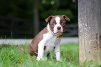 Champ, a male Boston Terrier for sale in Apple Creek, OH – 5 of 6