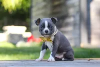 Russell, a male Boston Terrier for sale in Apple Creek, OH – 4 of 7