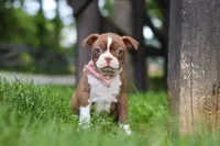 Ember, a female Boston Terrier for sale in Apple Creek, OH – 1 of 8