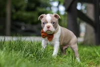 Koda, a male Boston Terrier for sale in Apple Creek, OH – 2 of 7