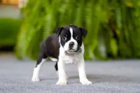 processed/b47c6668-ff37-4b9d-b604-830445638ef9/listing/d8e17ba1-9c34-49ce-b824-8fbc72a75470/ba7de546-48c2-4f8d-a2b4-abe89e2a5f98