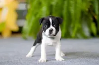 processed/b47c6668-ff37-4b9d-b604-830445638ef9/listing/d8e17ba1-9c34-49ce-b824-8fbc72a75470/d91a40ca-d5cd-4e9a-ae71-89a4dc4f85b1