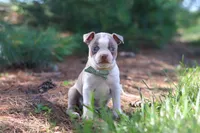 Ian, a male Boston Terrier for sale in Apple Creek, OH – 1 of 7