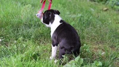Meadow, a female Boston Terrier for sale in Apple Creek, OH – 8 of 8
