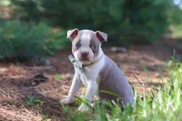 Ian, a male Boston Terrier for sale in Apple Creek, OH – 2 of 7