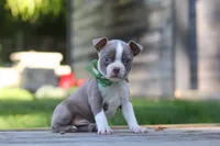 Austin, a male Boston Terrier for sale in Apple Creek, OH – 1 of 6