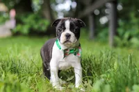 Meadow, a female Boston Terrier for sale in Apple Creek, OH – 4 of 8