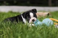 Atlas, a male Boston Terrier for sale in Apple Creek, OH – 6 of 7