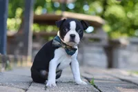 Kevin, a male Boston Terrier for sale in Apple Creek, OH – 6 of 7