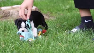 Atlas, a male Boston Terrier for sale in Apple Creek, OH – 7 of 7