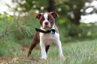 Champ, a male Boston Terrier for sale in Apple Creek, OH – 5 of 10