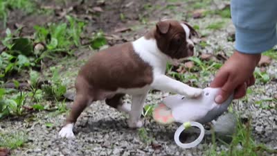 Missy, a female Boston Terrier for sale in Apple Creek, OH – 8 of 8