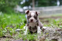 Blake, a male Boston Terrier for sale in Apple Creek, OH – 2 of 8