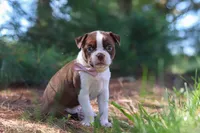 Ivy, a female Boston Terrier for sale in Apple Creek, OH – 6 of 8