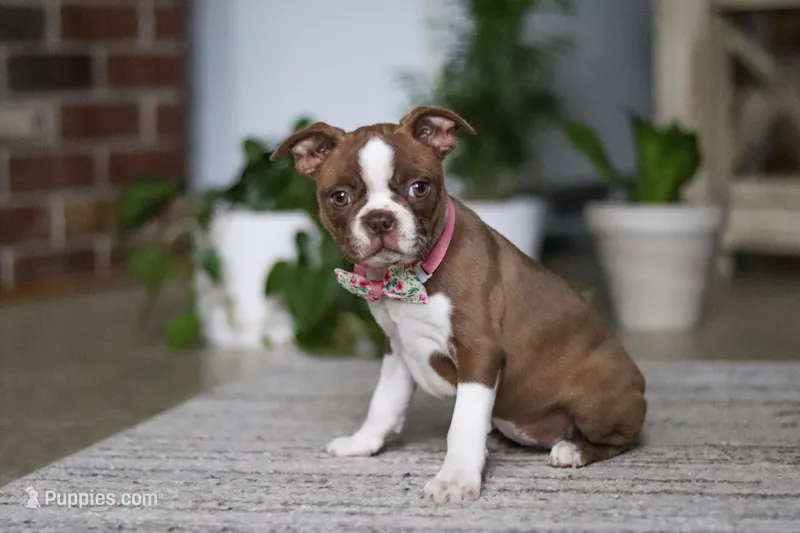 Precious – Boston Terrier puppy for sale in Apple Creek, OH