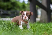 Sunny, a female Boston Terrier for sale in Apple Creek, OH – 4 of 6
