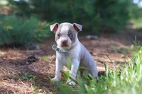 Ian, a male Boston Terrier for sale in Apple Creek, OH – 3 of 7