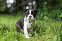 Meadow, a female Boston Terrier for sale in Apple Creek, OH – 7 of 8