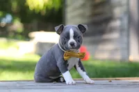 Russell, a male Boston Terrier for sale in Apple Creek, OH – 5 of 7