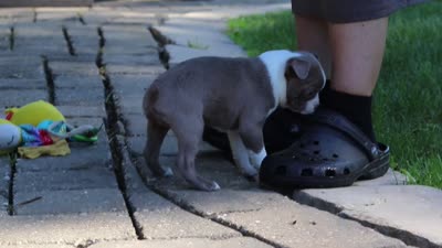 Austin, a male Boston Terrier for sale in Apple Creek, OH – 6 of 6