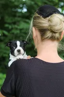 Nash, a male Boston Terrier for sale in Apple Creek, OH – 7 of 10