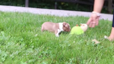 Gracie, a female Boston Terrier for sale in Apple Creek, OH – 7 of 7