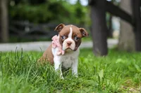 Fern, a female Boston Terrier for sale in Apple Creek, OH – 1 of 7