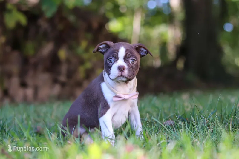Sofia – Boston Terrier puppy for sale in Apple Creek, OH