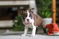 Layla, a female Boston Terrier for sale in Apple Creek, OH – 2 of 7