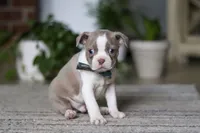 Riley, a male Boston Terrier for sale in Apple Creek, OH – 3 of 6