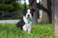Atlas, a male Boston Terrier for sale in Apple Creek, OH – 3 of 7
