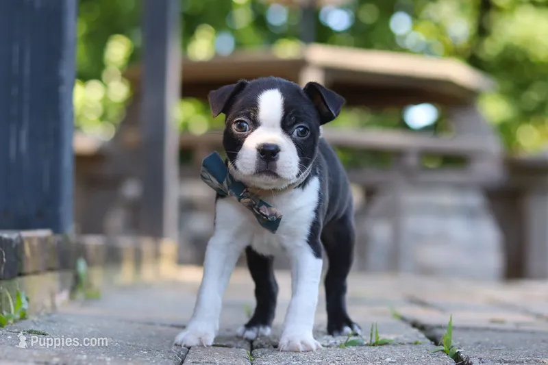Kevin – Boston Terrier puppy for sale in Apple Creek, OH