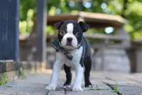 Kevin, a male Boston Terrier for sale in Apple Creek, OH – 1 of 7
